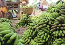 Saba banana exports open new markets, but farmers must share in gains