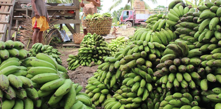 Saba banana exports open new markets, but farmers must share in gains