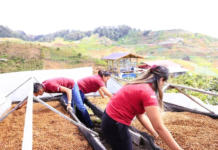 Davao coffee processor bites into specialty success