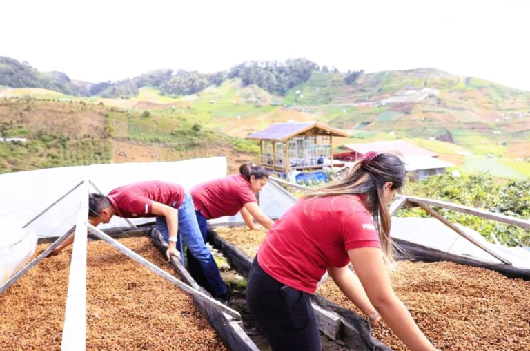 Davao coffee processor bites into specialty success