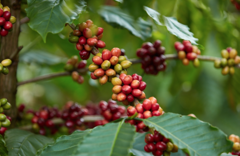 Davao coffee boom faces test: Are farmers earning more?