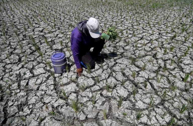 El Niño puts Davao rice harvest at risk as DA pushes crop shift