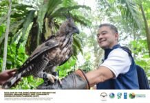 Meet Viggo: The Philippine Eagle on the P1,000 bill