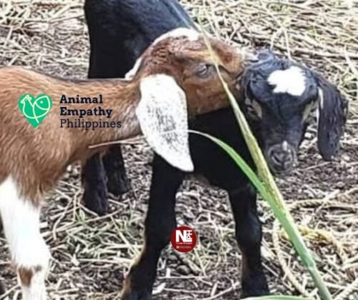 260 million farm animals need disaster protection, says animal welfare ...