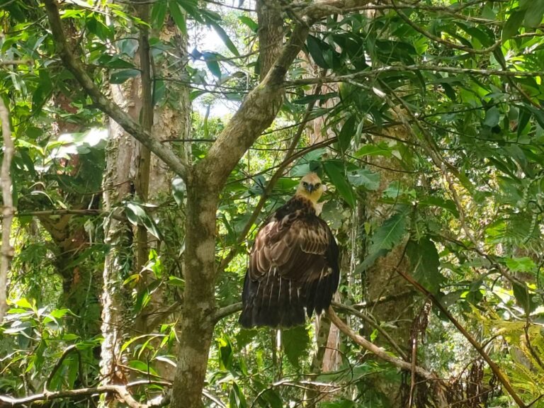 Hawk-eagle, macaque find their way home to the wild